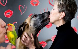 Опасно ли целовать домашних животных?