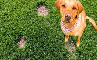 Почему моча моей собаки портит мой газон?