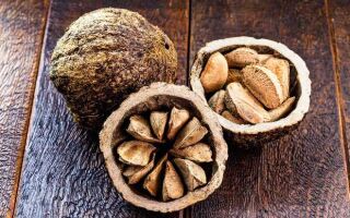Бразильские орехи, советы по хранению и информация о невероятном суперпродукте