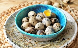 Как правильно хранить перепелиные яйца