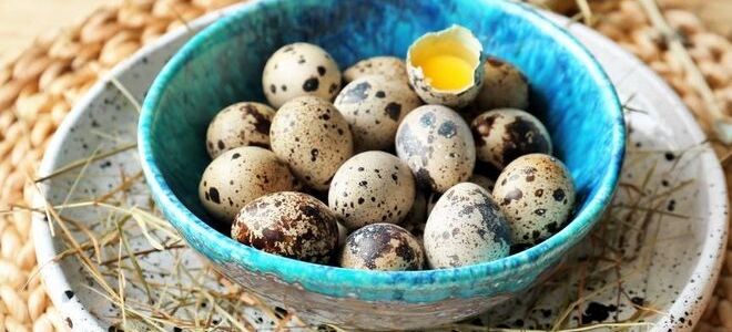 Как правильно хранить перепелиные яйца