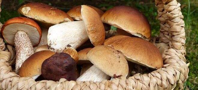 Сохраняем грибы на зиму быстро и без хлопот