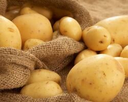 Как сохранить картофель до нового урожая: от выбора сорта до закладки в хранилище