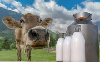 Обезжиренное молоко и безлактозное, в чем разница?