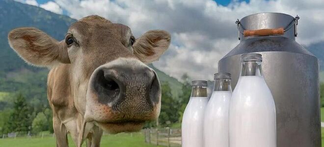 Обезжиренное молоко и безлактозное, в чем разница?