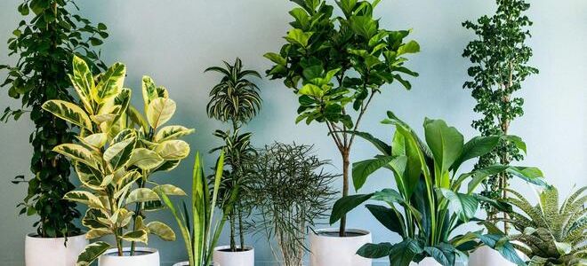 Пять комнатных растений, которые нельзя убить