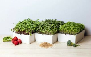 Микрозелень, как собирать и хранить