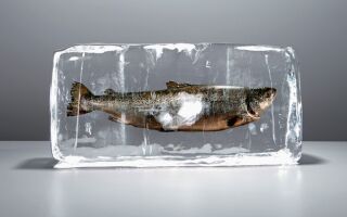 Метод ледяной глазури, правила заморозки рыбы