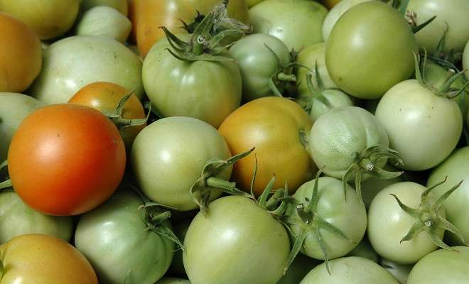 krasnye i zelenye pomidory