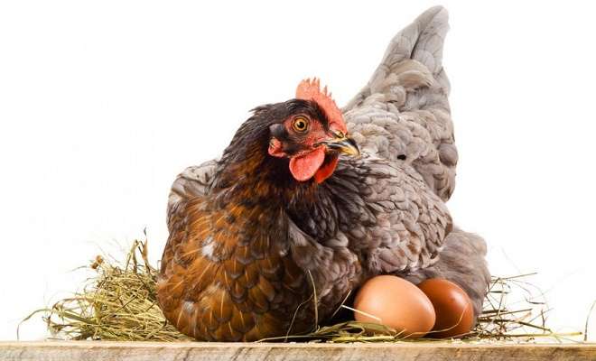 курица и яйца