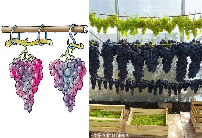 хранение винограда путем подвешивания
