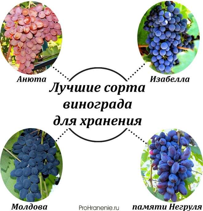 лучшие сорта винограда для хранения