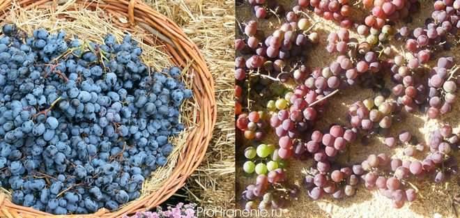выкладывание винограда на солому или опилки
