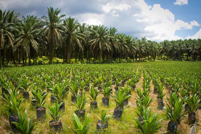 плантация масляничных пальм