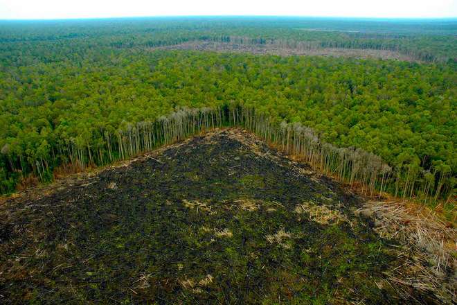 вырубка лесов под плантации масляничных пальм