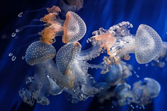 медузы в море