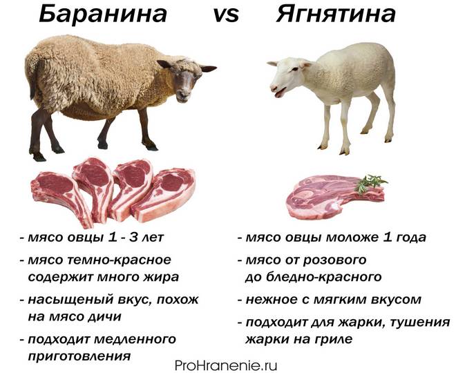 mutton lamb