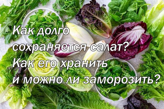 Как долго сохраняется салат? Как его хранить и можно ли заморозить?