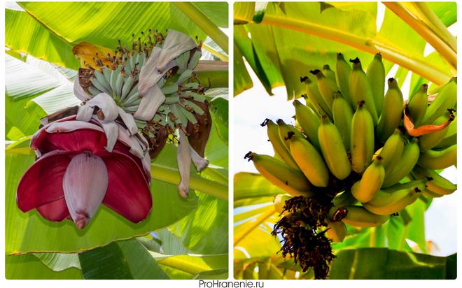 цветок банана, это одна из самых странных вещей, которые вы увидите. Если вы посмотрите на конец банана, вы заметите потемневшие засохшие цветы.