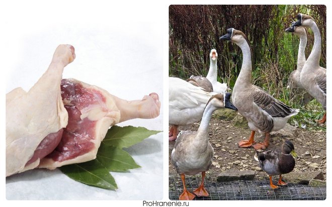 Что считается красным мясом мясо утки гуся