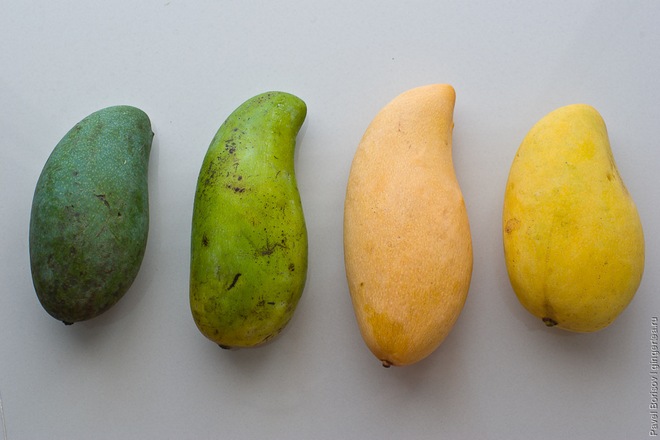 Различные сорта манго. Все они могут быть сладкими и спелыми, несмотря на цвет.