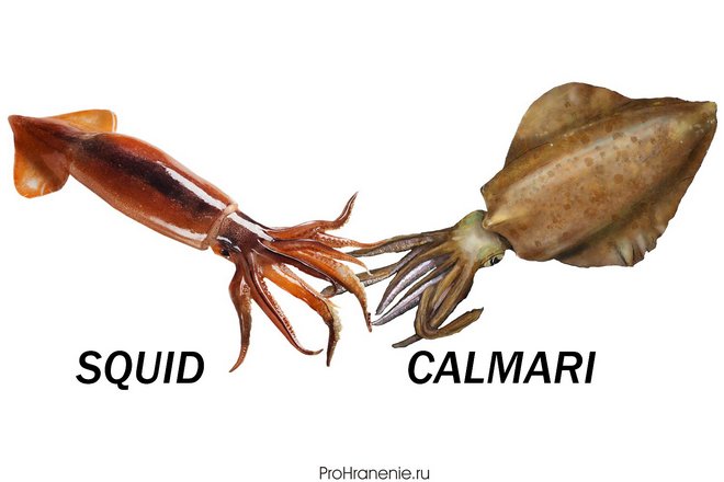 Порой надпись на упаковке, или строчка в меню может сбить вас с толку. В чем же разница между squid и calamari? Самый простой ответ - в цене. Squid и calamari - два разных зверя. Squid дешевле и жестче; calamari более нежные и дорогие.