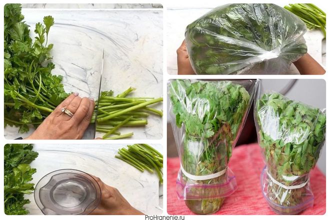 Поместите листья кинзы вертикально в чашку с холодной водой. Затем накройте листья прозрачным пластиковым пакетом для продуктов и закрепите резинкой или завяжите узел на пакете для продуктов.