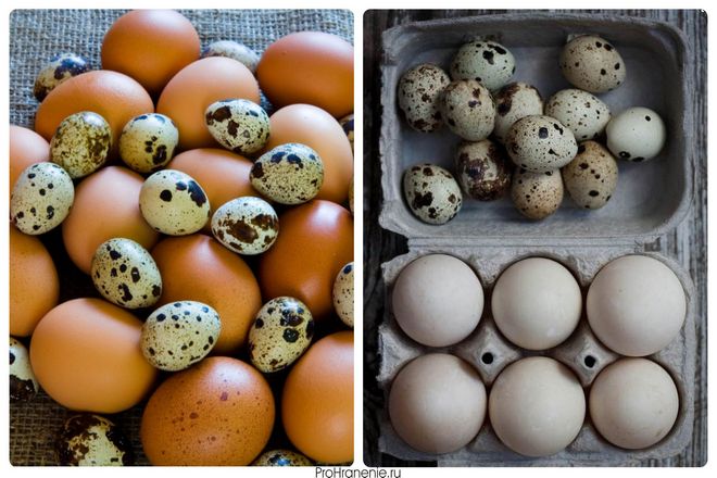 Перепелиные и куриные яйца в основном имеют похожий вкус. Имеют одинаковую текстуру и могут быть приготовлены и приготовлены практически одними и теми же способами. Самая большая разница и то, что делает перепелиные яйца такими «особенными», — это их размер. Они гораздо меньше и гораздо интереснее визуально.