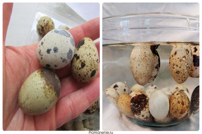 Другим аспектом того, как долго будут храниться ваши яйца, является то, что называется "налет". Это естественное покрытие на яйце, которое закрывает поры на скорлупе.