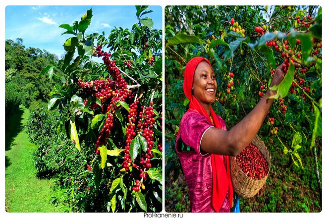 Дикое кофейное растение Coffea arabica родом из Эфиопии, где оно эволюционировало, чтобы расти в тени других деревьев. Однако за кофе, выращенным под защитой полога леса, труднее ухаживать и сложнее собирать урожай.
