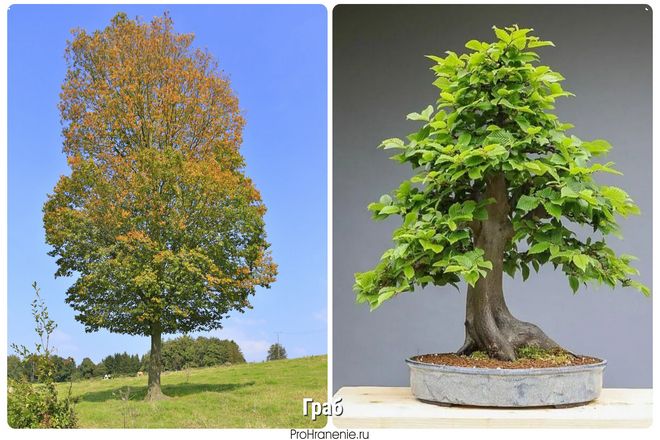 Граб (Carpinus betulus) также считается идеальным растением для начинающих любителей бонсай. Так как он хорошо переносит обрезку и крепок. Помимо листвы, привлекательной является гладкая кора и появляющиеся на стволе выпуклости.