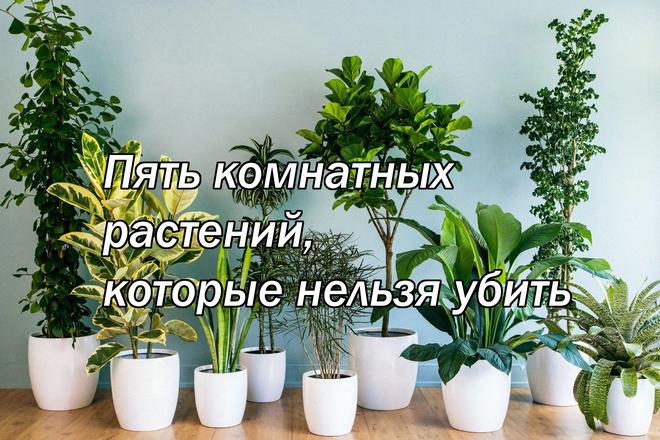 Пять комнатных растений, которые нельзя убить