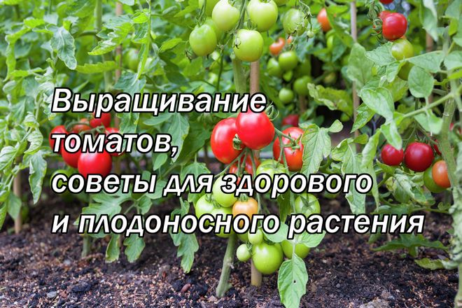 Выращивание томатов, советы для здорового и плодоносного растения