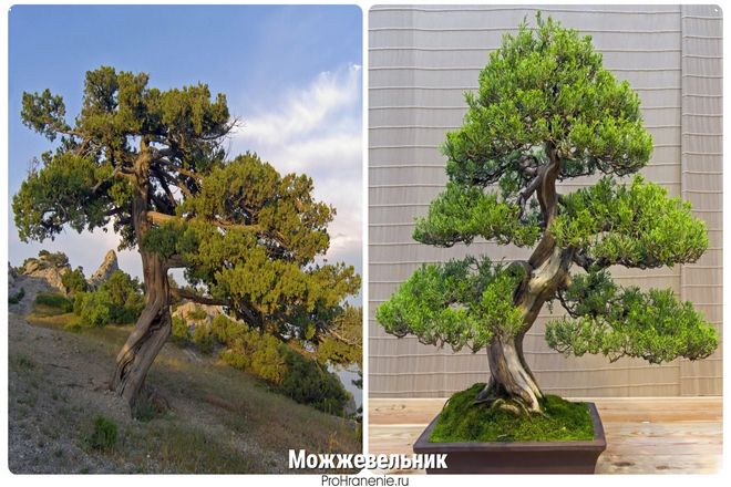 Климатические условия также должны подходить вашему будущему бонсай. Начинающим рекомендуется использовать китайский можжевельник (Juniperus chinensis). Так как он хорошо поддается обрезке и адаптирован к нашим климатическим условиям.