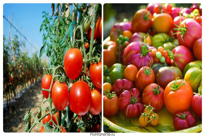 Скорее всего, вы будете либо выращивать помидоры из семян, либо покупать рассаду в розничном магазине. Помидоры также можно размножать черенками. Тем не менее, у домашнего садовода мало причин для размножения помидоров таким образом.