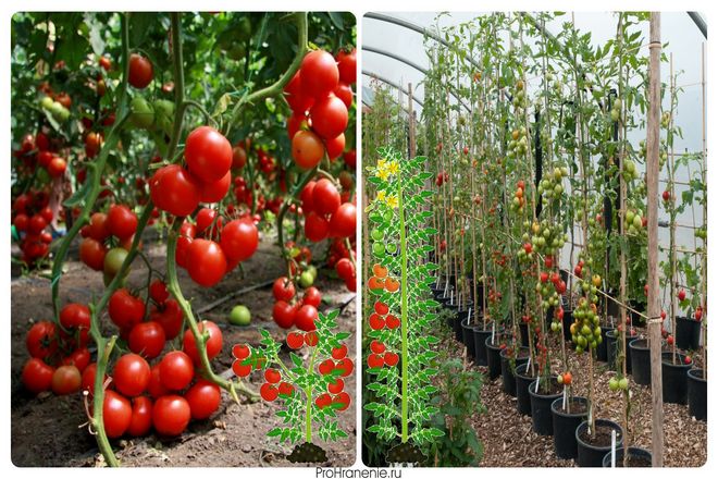 Одним из соображений является то, сколько места у вас есть в вашем саду, поскольку помидоры делятся на две категории.