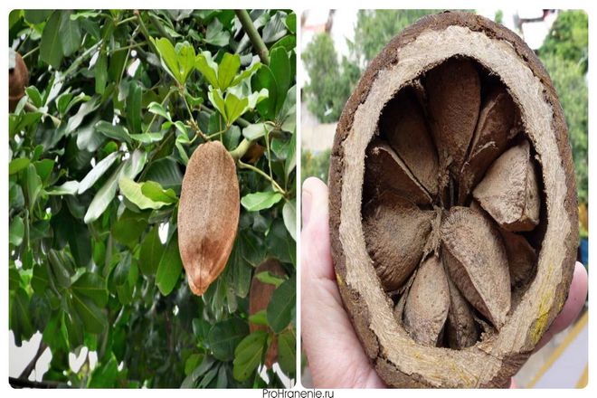 Эти трехгранные орехи с темной скорлупой, которые невероятно сложно открыть, вполне могут быть одним из величайших суперпродуктов. Узнайте больше о бразильских орехах, как они растут и как их сохранить!