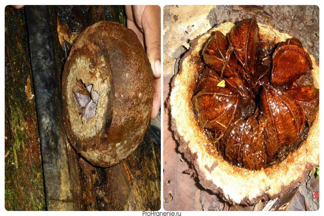 Вместо того, чтобы производить отдельные орехи, бразильский орех производит большие древесные капсулы. Которые очень похожи на кокосовый орех. Как только вы сломаете эту прочную скорлупу (что даже сложнее, чем расколоть сами орехи!), вы найдете внутри от 8 до 24 орехов.