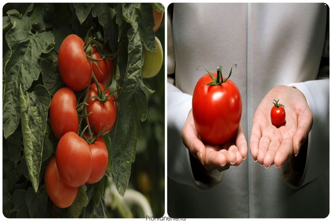 Безвкусная еда - это не из-за ГМО/химикатов