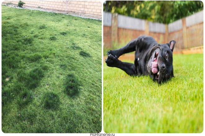 Иногда любимые места, где ваша собака проводит время на горшке, зарастают густой зеленой травой, а не становятся пожелтевшими. Это означает, что ваш газон не получает достаточно азота.