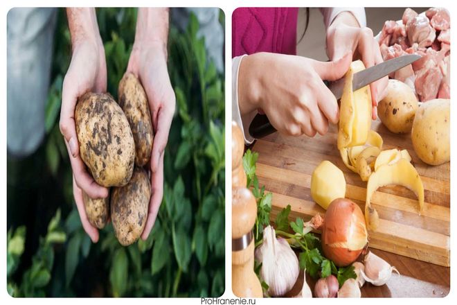 Место хранения картофеля может сильно повлиять на то, как долго он останется свежим. Оказывается, если держать их рядом с яблоками, храня их в одной корзине, это может замедлить скорость их созревания.